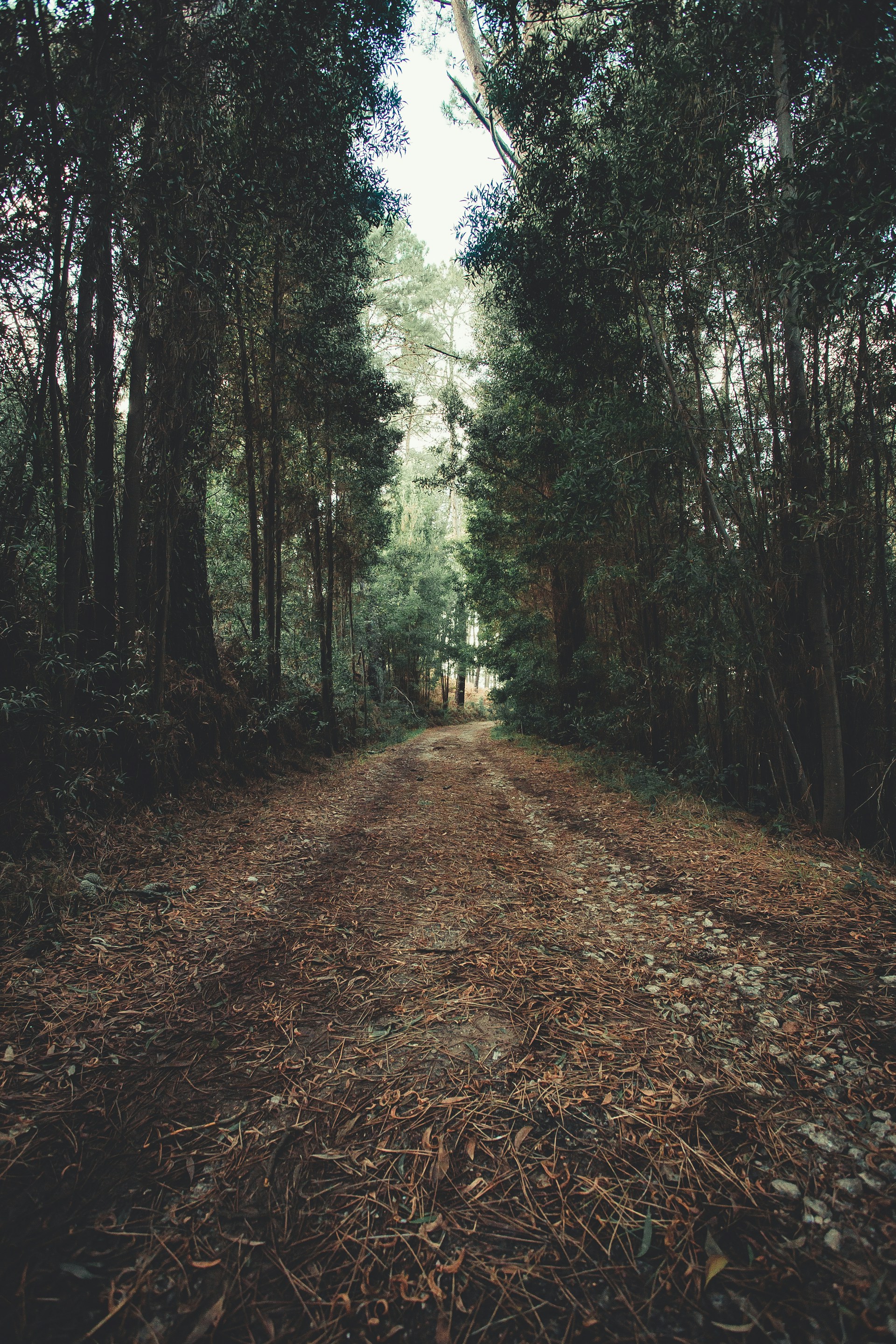 green trees and road