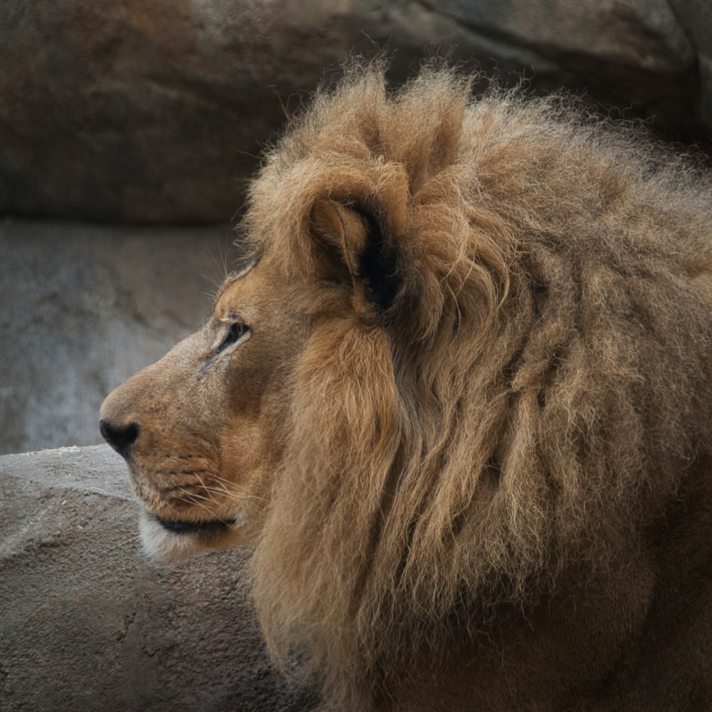 adult brown lion