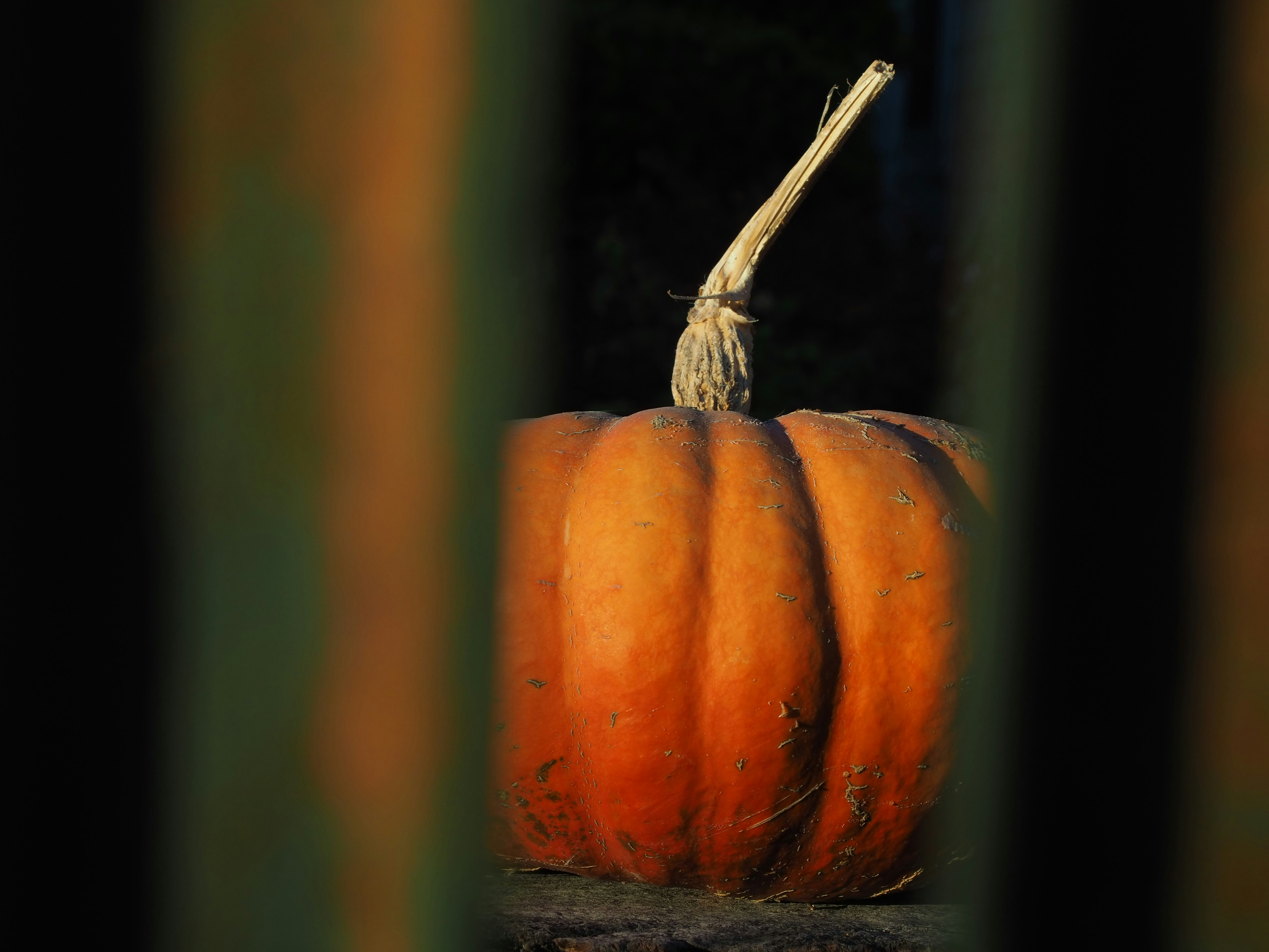 Petaluma, CA, United States cover image