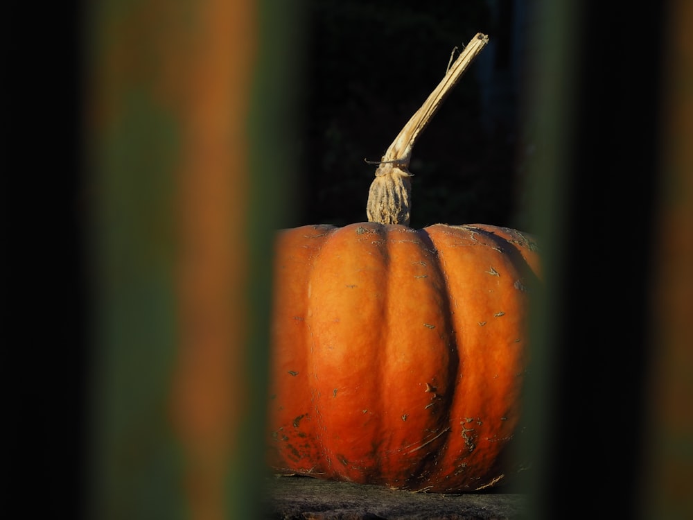 selective focus photography of orange pumpkin