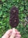 A hand is holding a chocolate-coated ice cream bar with nuts embedded in the chocolate layer. The background consists of dense green foliage, adding a natural setting to the image.