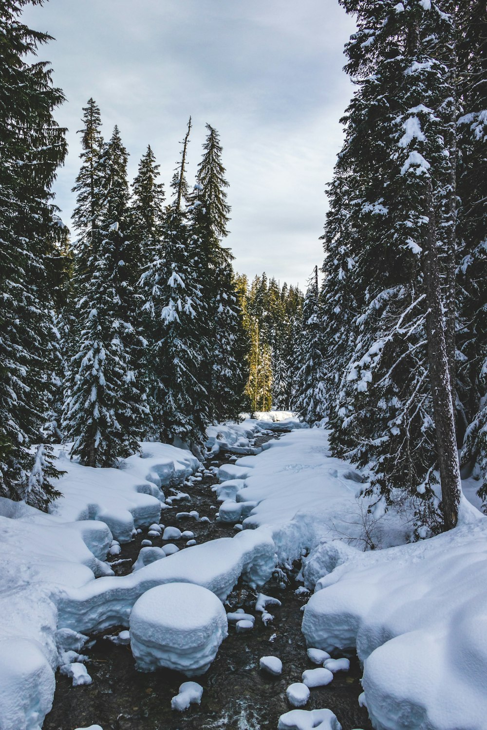 snow-covered trees