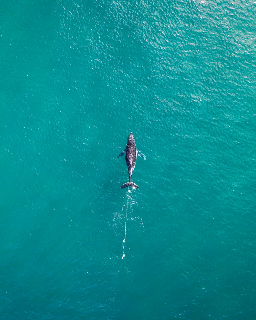 dolphin on water