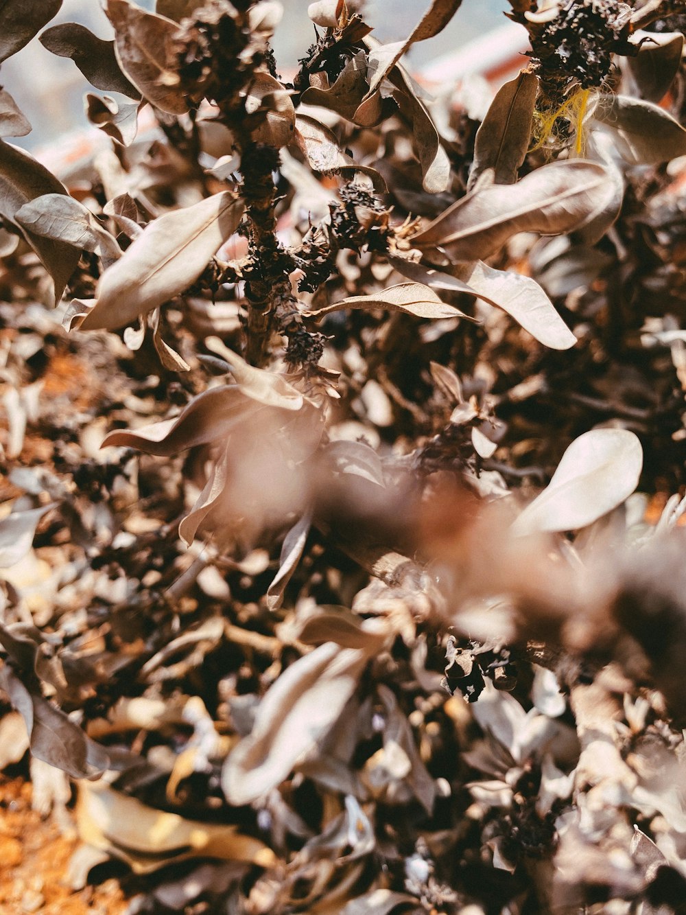 plantes à feuilles brunes