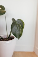 Close-up of a trendy monstera plant with glossy leaves in a modern ceramic pot.