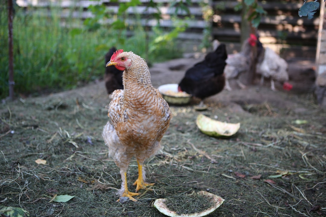 selective focus photography of brown and black chickens near grasses