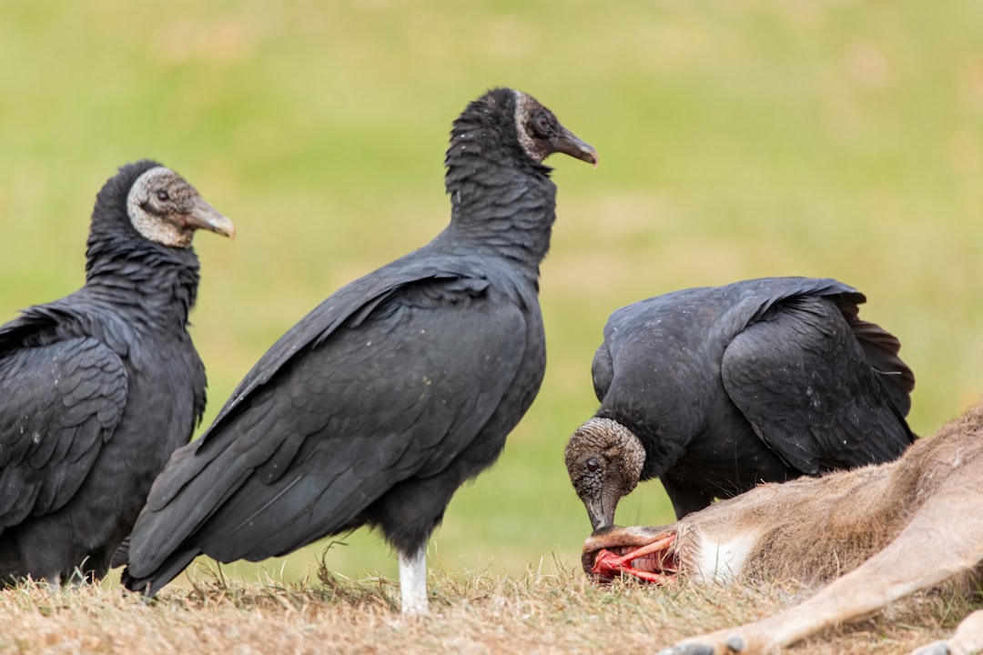 three black birds