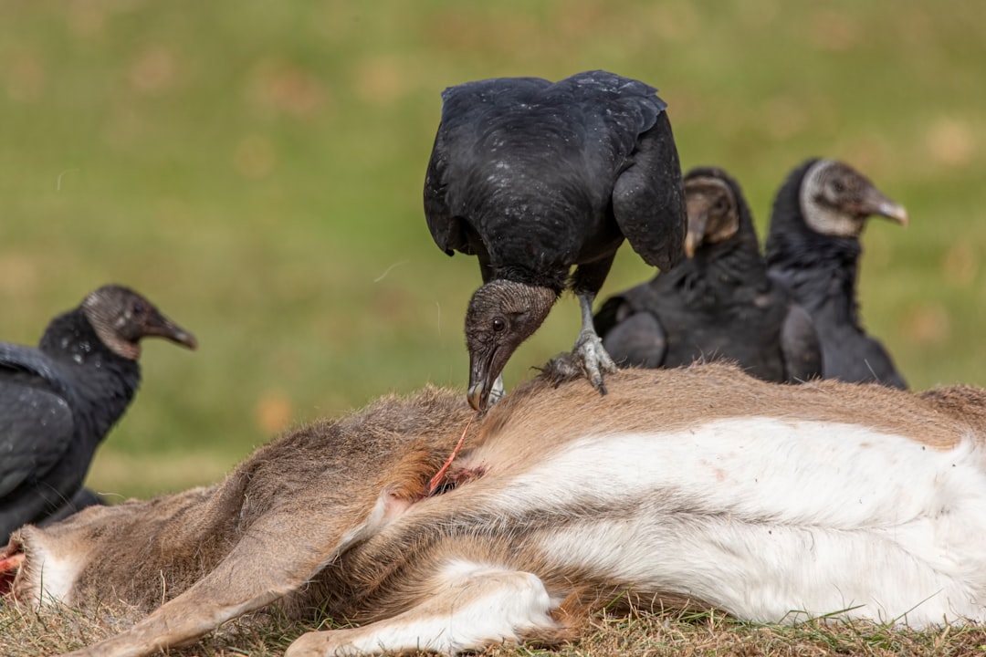 selective focus photography of black birds on lying animal