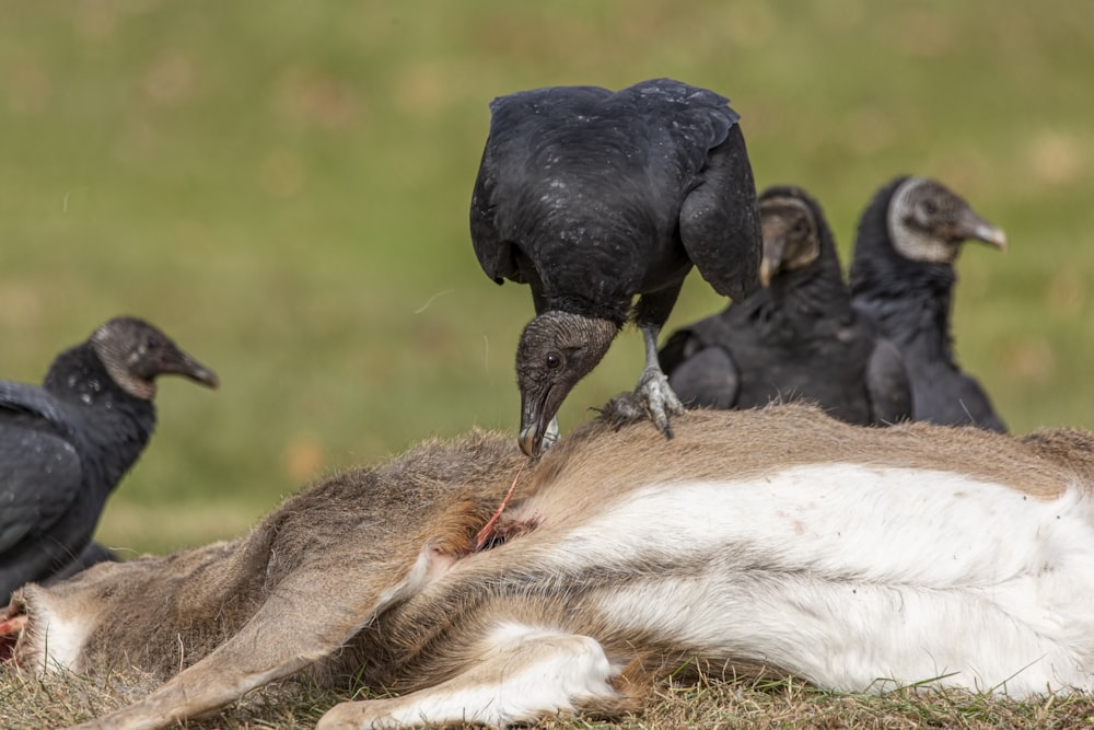 selective focus photography of black birds on lying animal