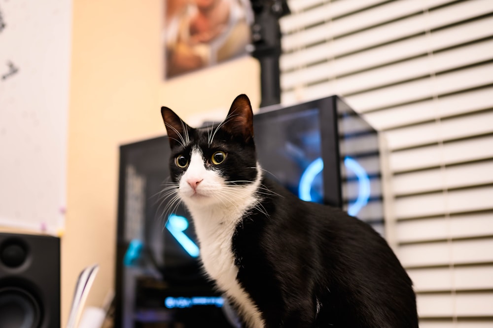 Tuxedo cat sitting near window