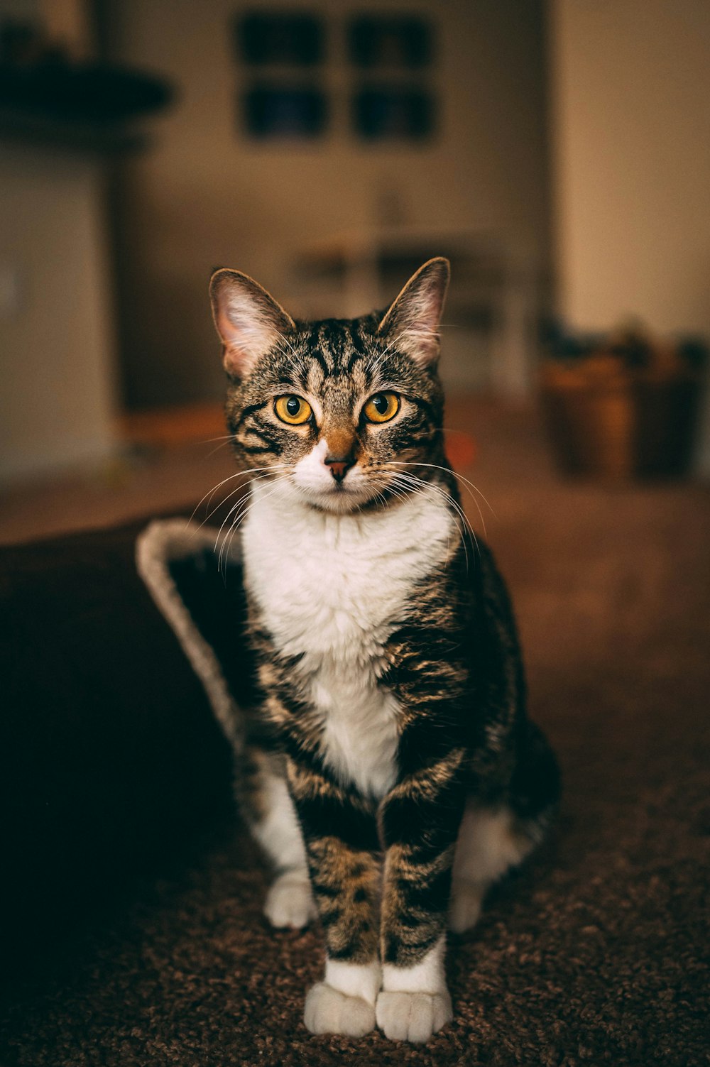 brown and black cat sitting on floor