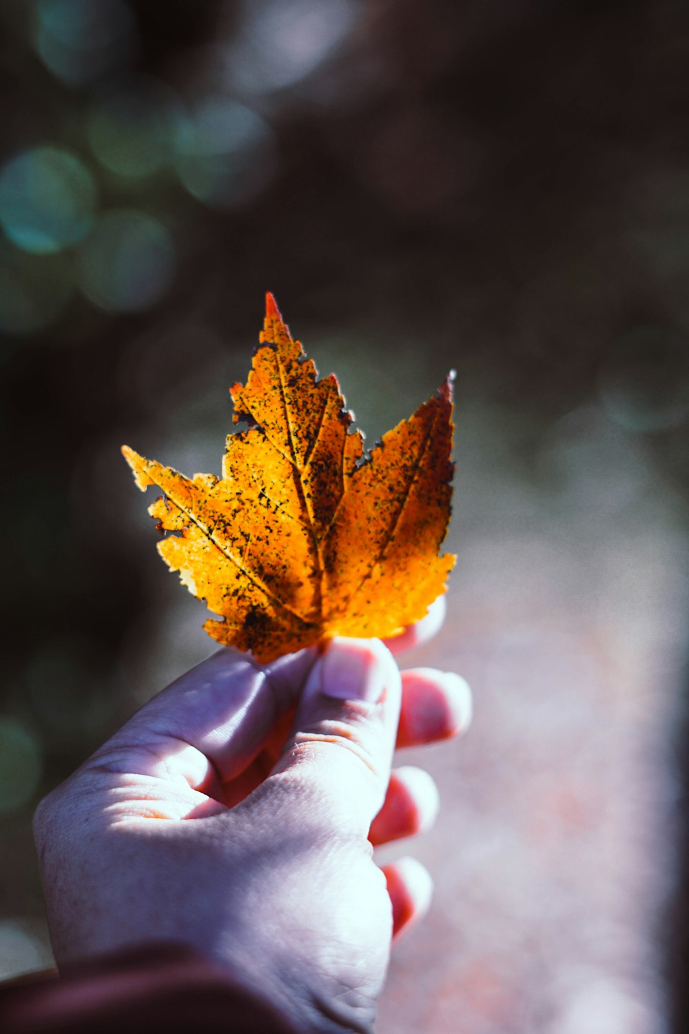 person holding maple leaf