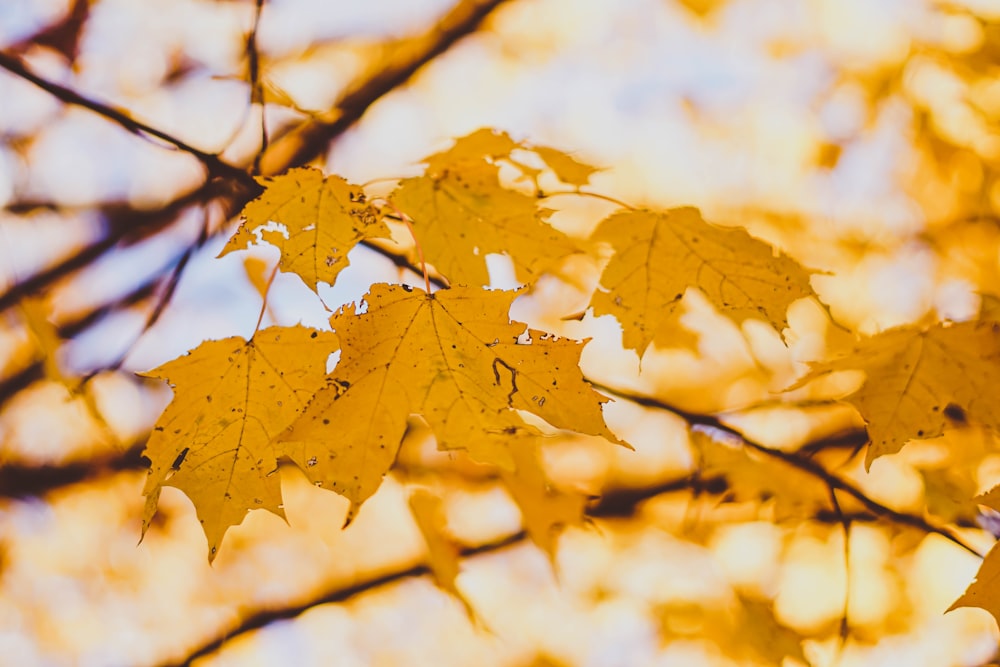 yellow maple leaves