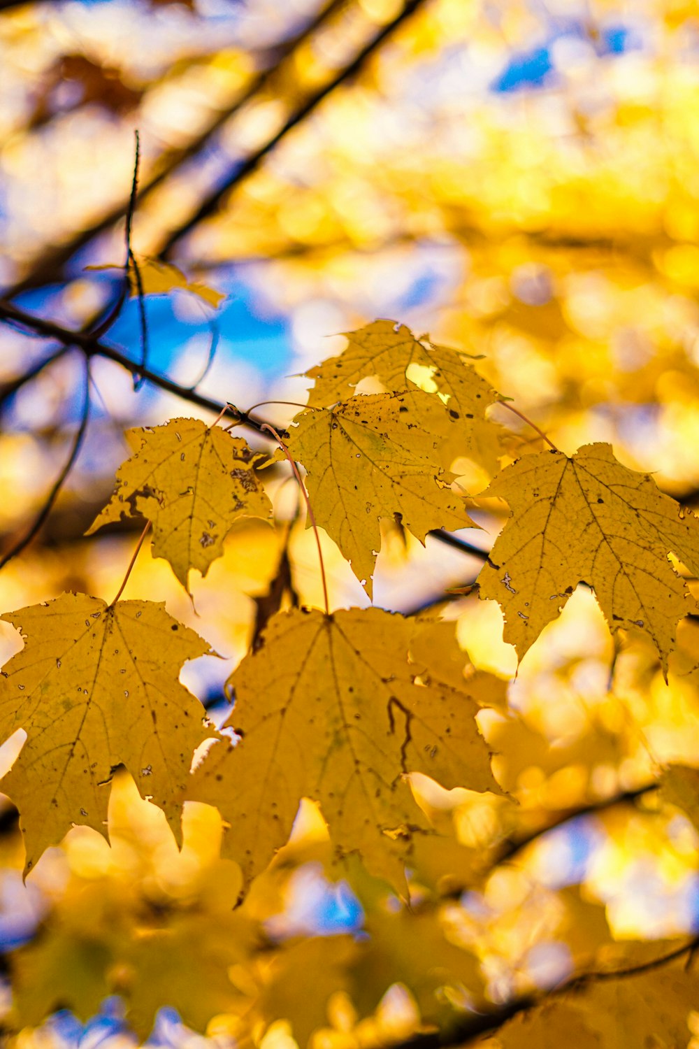 Photographie en gros plan de feuilles d’érable jaunes pendant la journée