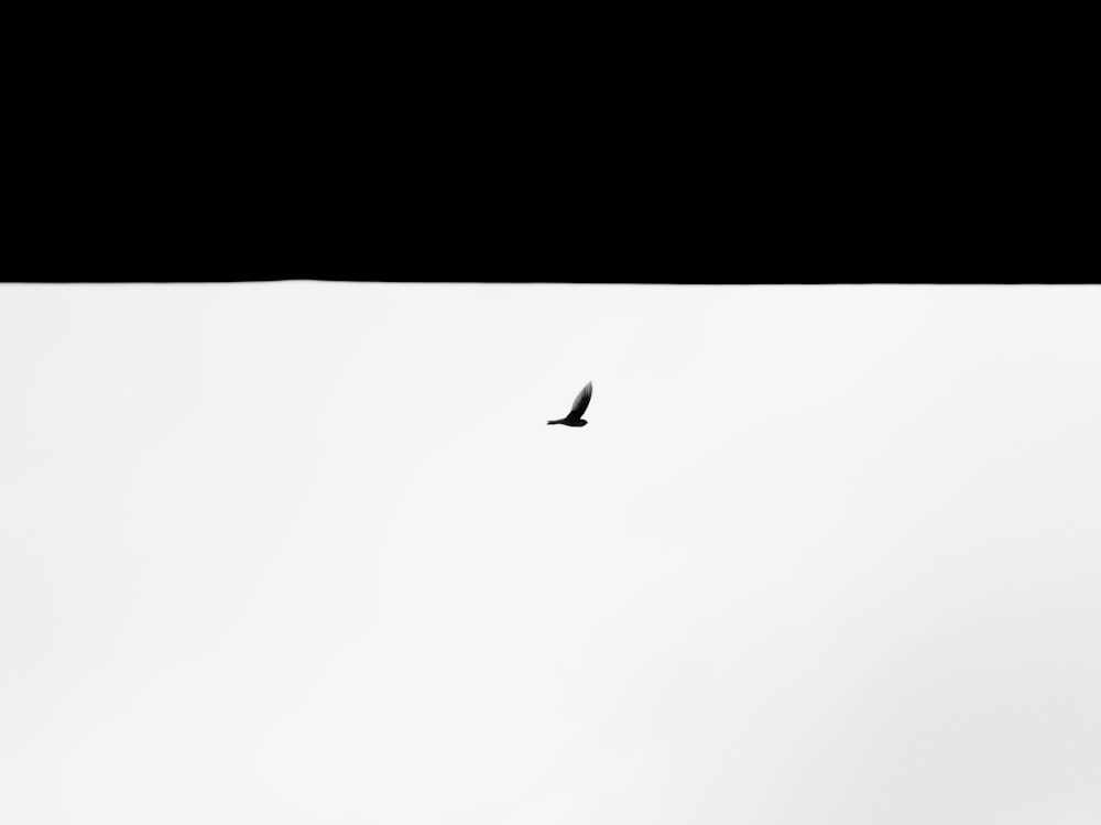 silhouette of bird illustration