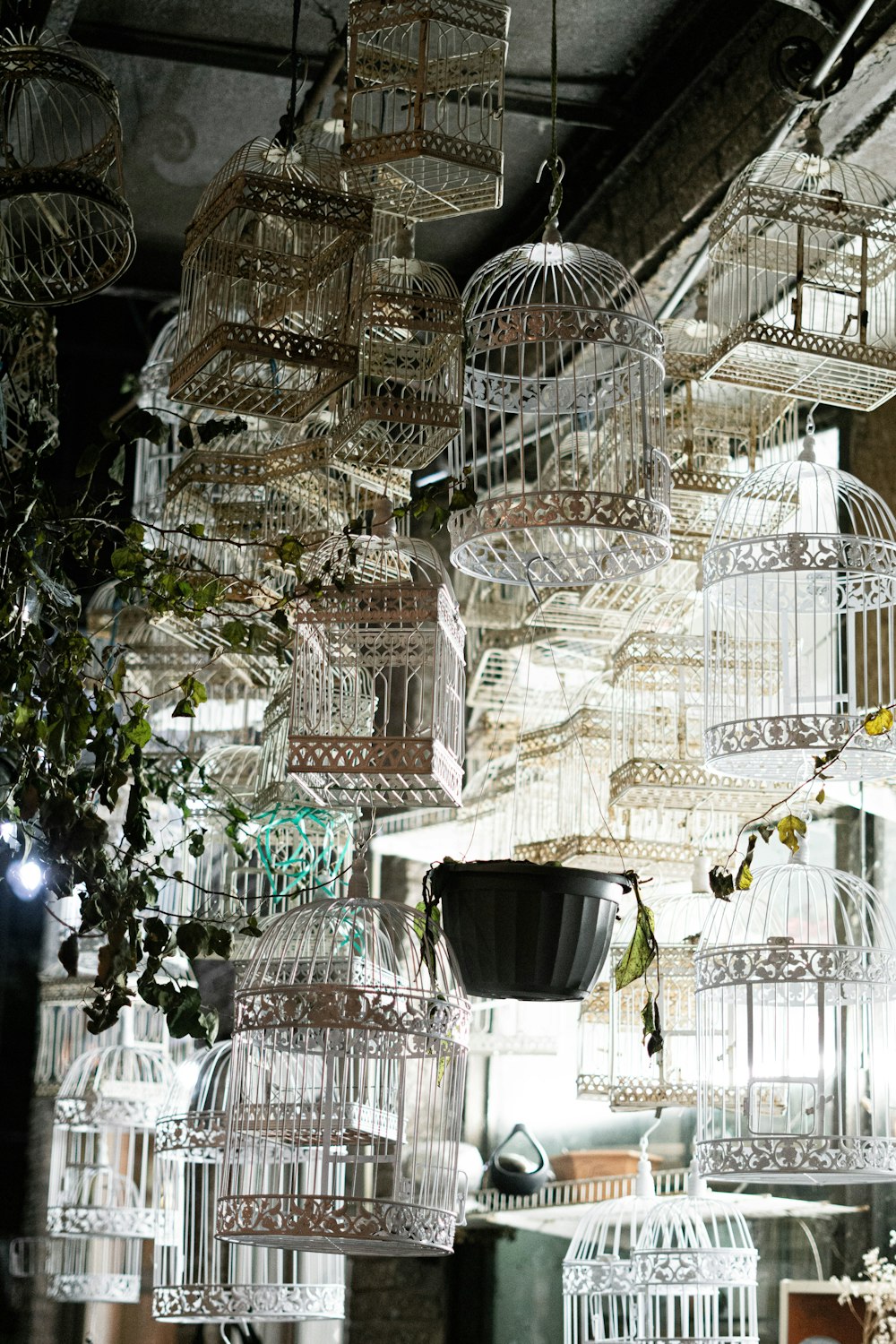 Lote de jaula de pájaros de metal blanco dentro de una habitación iluminada
