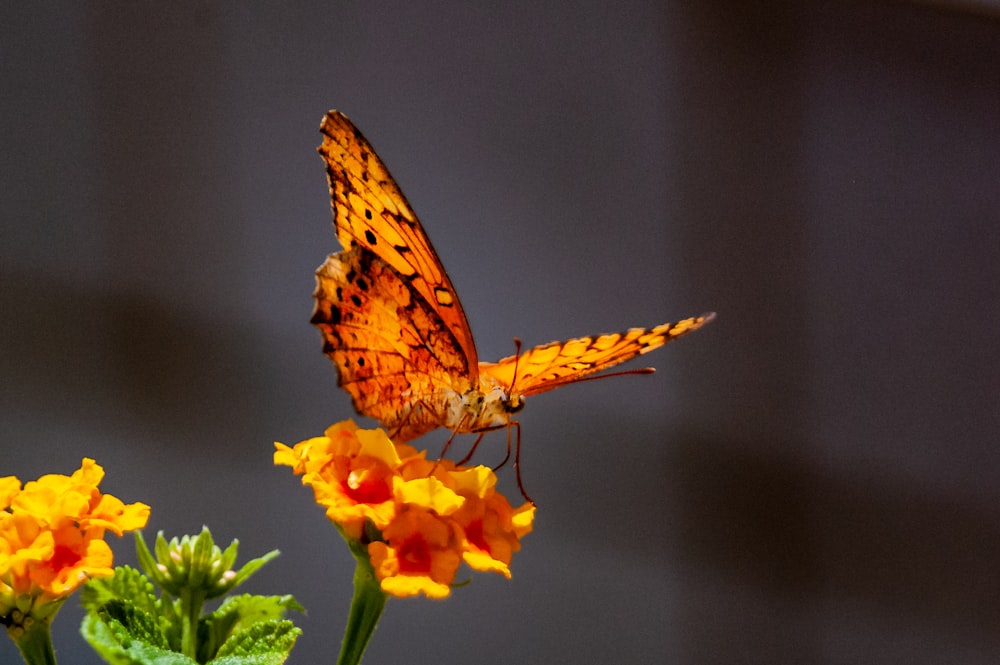 Photographie sélective de mise au point de papillon brun sur la fleur