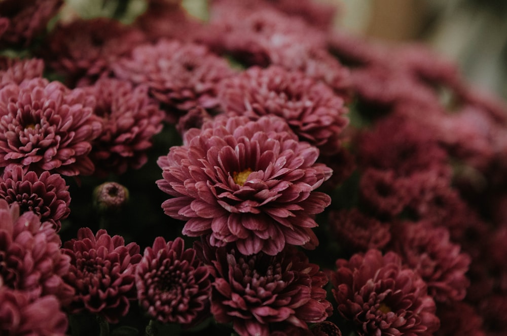 red petaled flowers