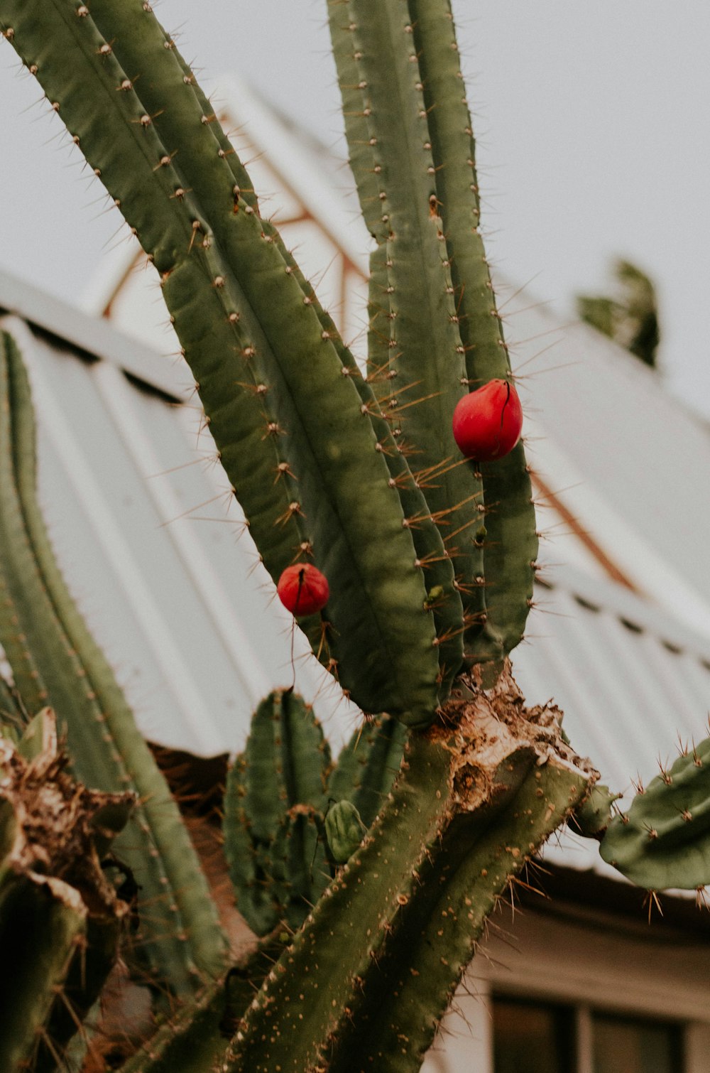 green cactus near house