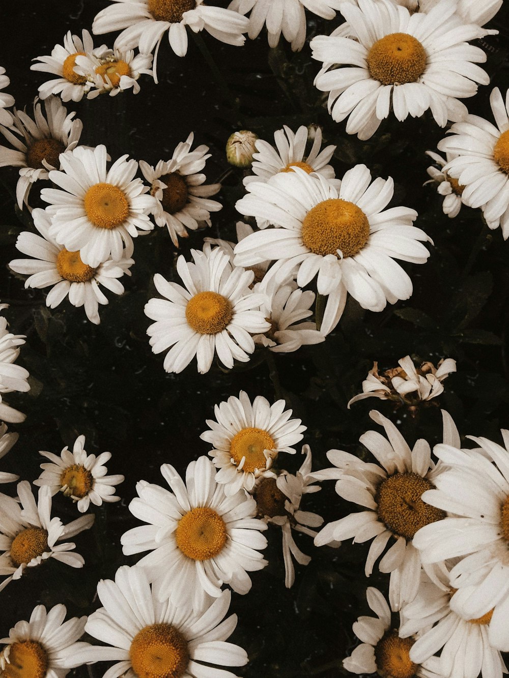 white daisies