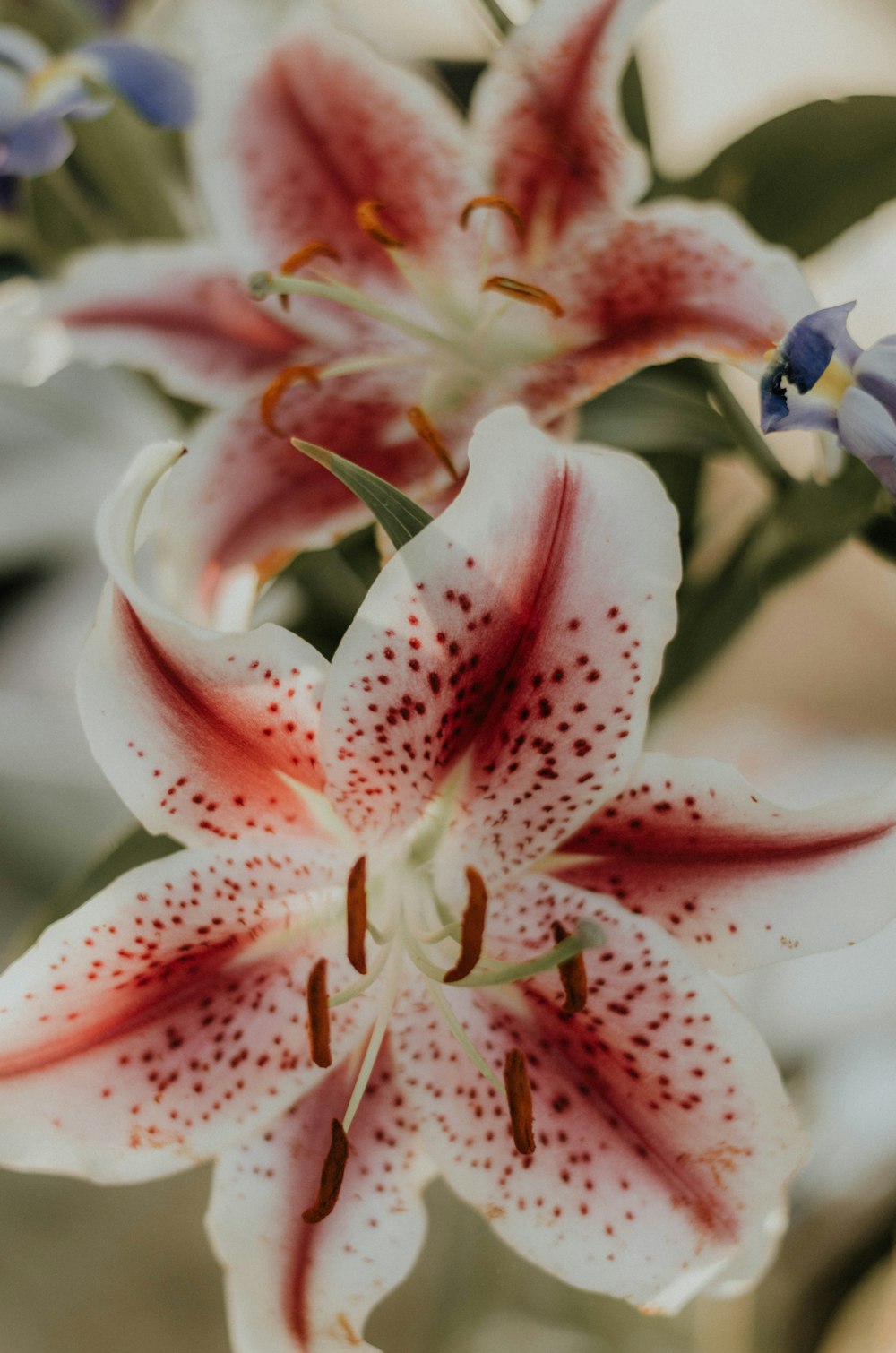 white and red petaled flowers