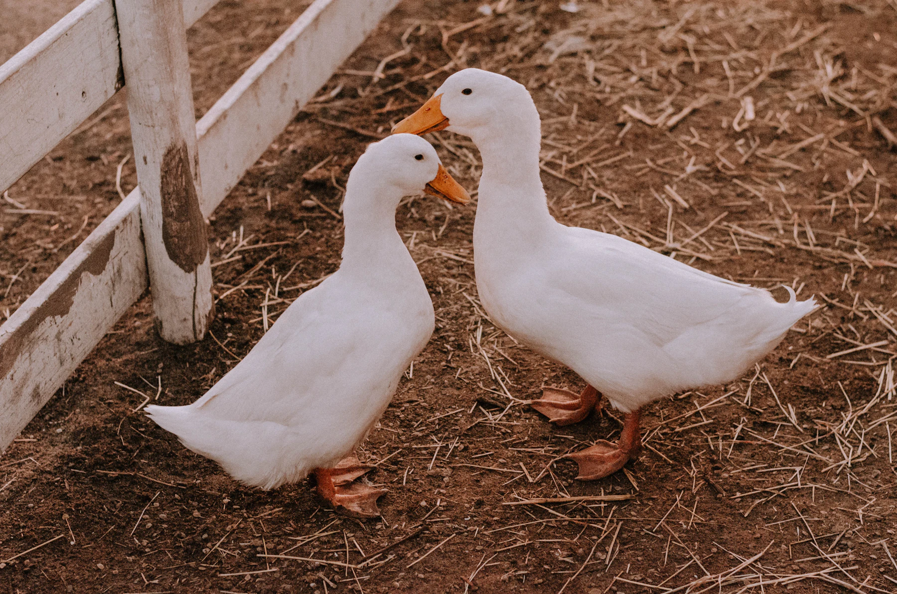 Two white ducks with orange bills standing face to face on straw-strewn earth beside a white rail fence