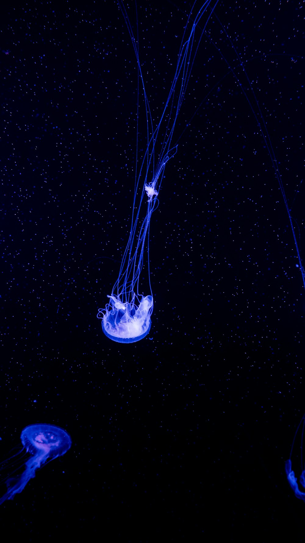 jellyfish photograph