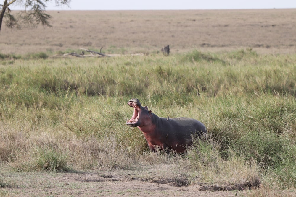 gray hippopotamus