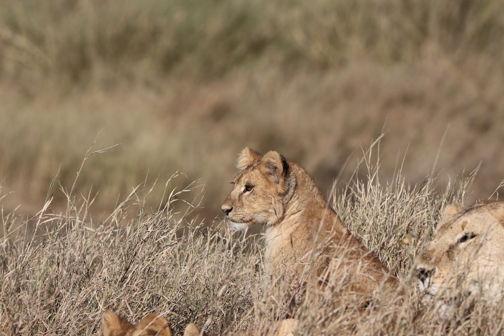 lion cub photograph