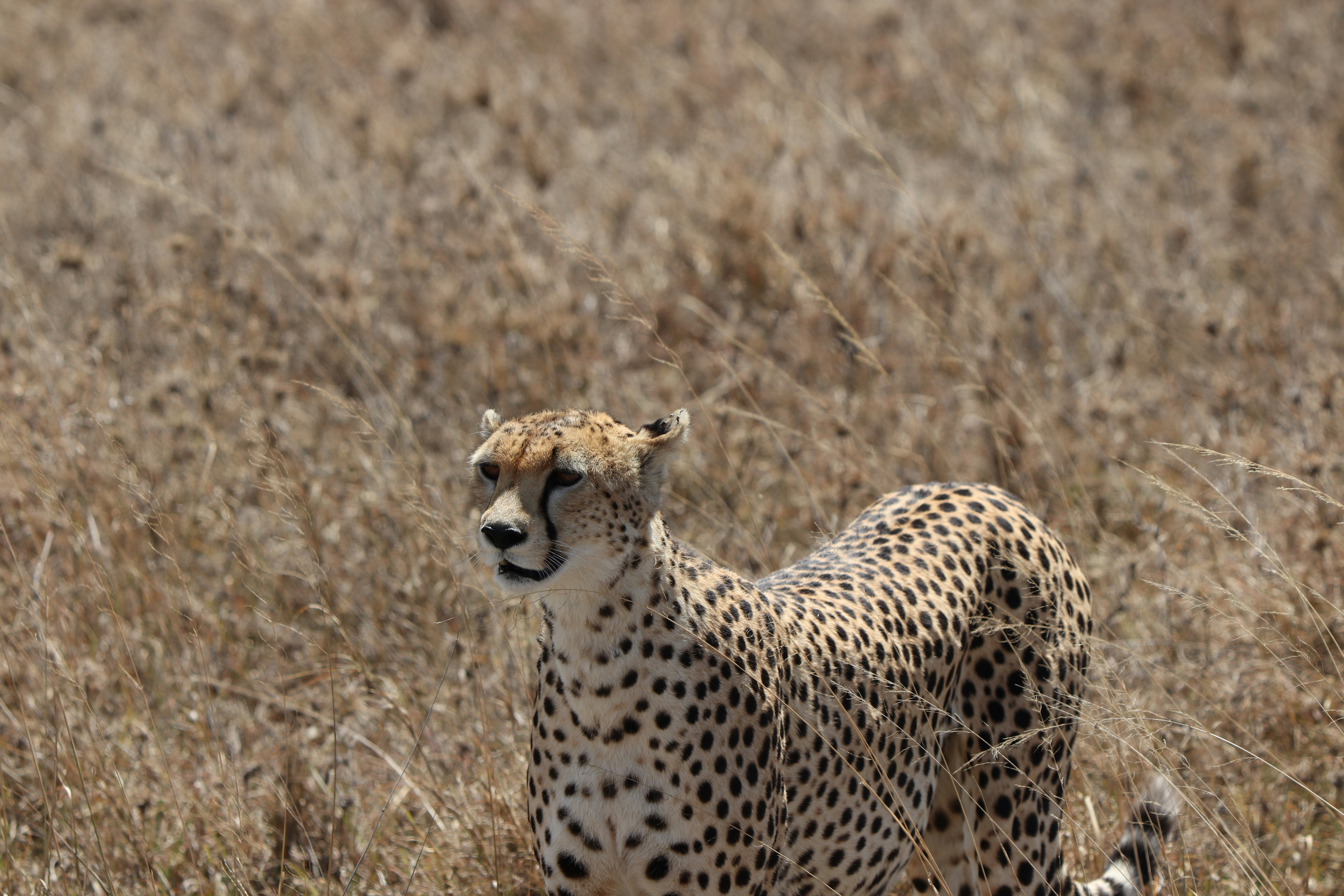 cheetah photograph tanzania teams background