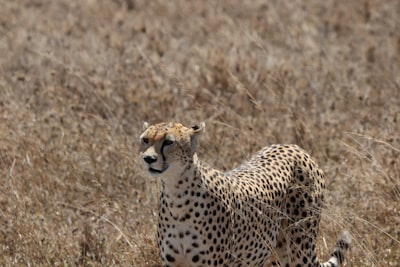 cheetah photograph tanzania teams background