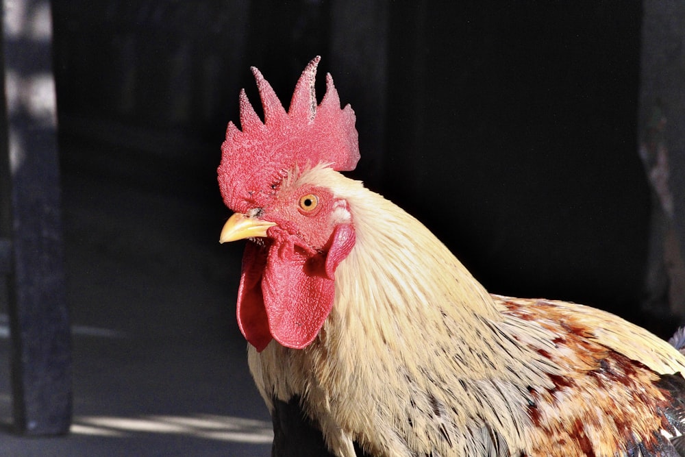 brown and black rooster