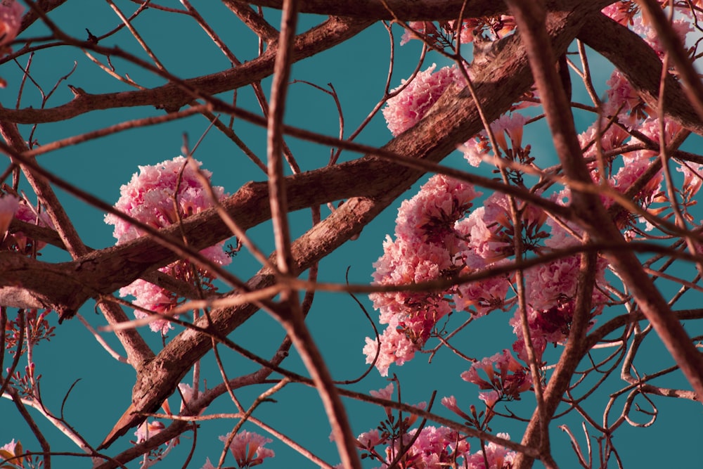 pink petaled flower