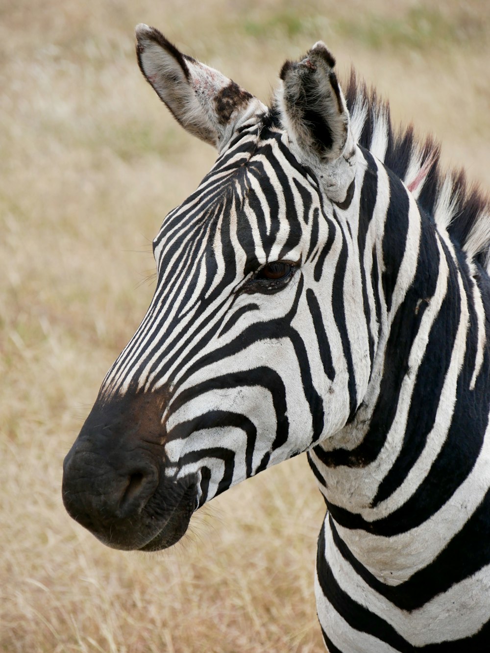 foto di messa a fuoco selettiva della zebra