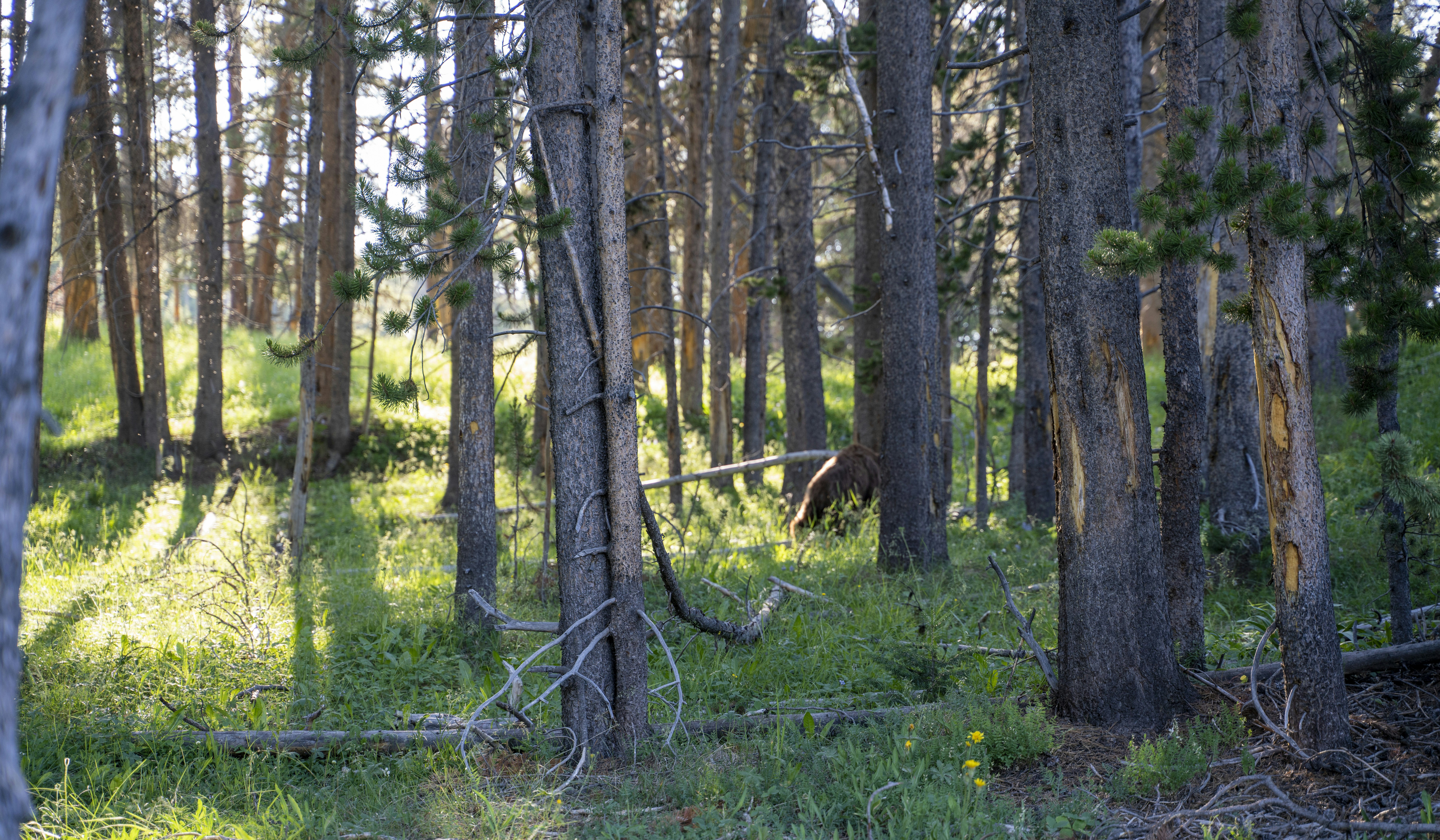 photo en contre-plongée d’arbres