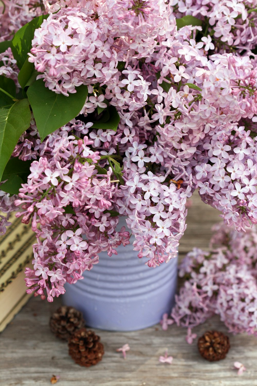 pink hydrangea flowers in gray bucket