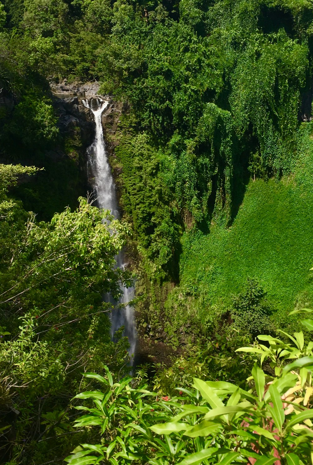 waterfalls surrounded with tall and green trees during daytime