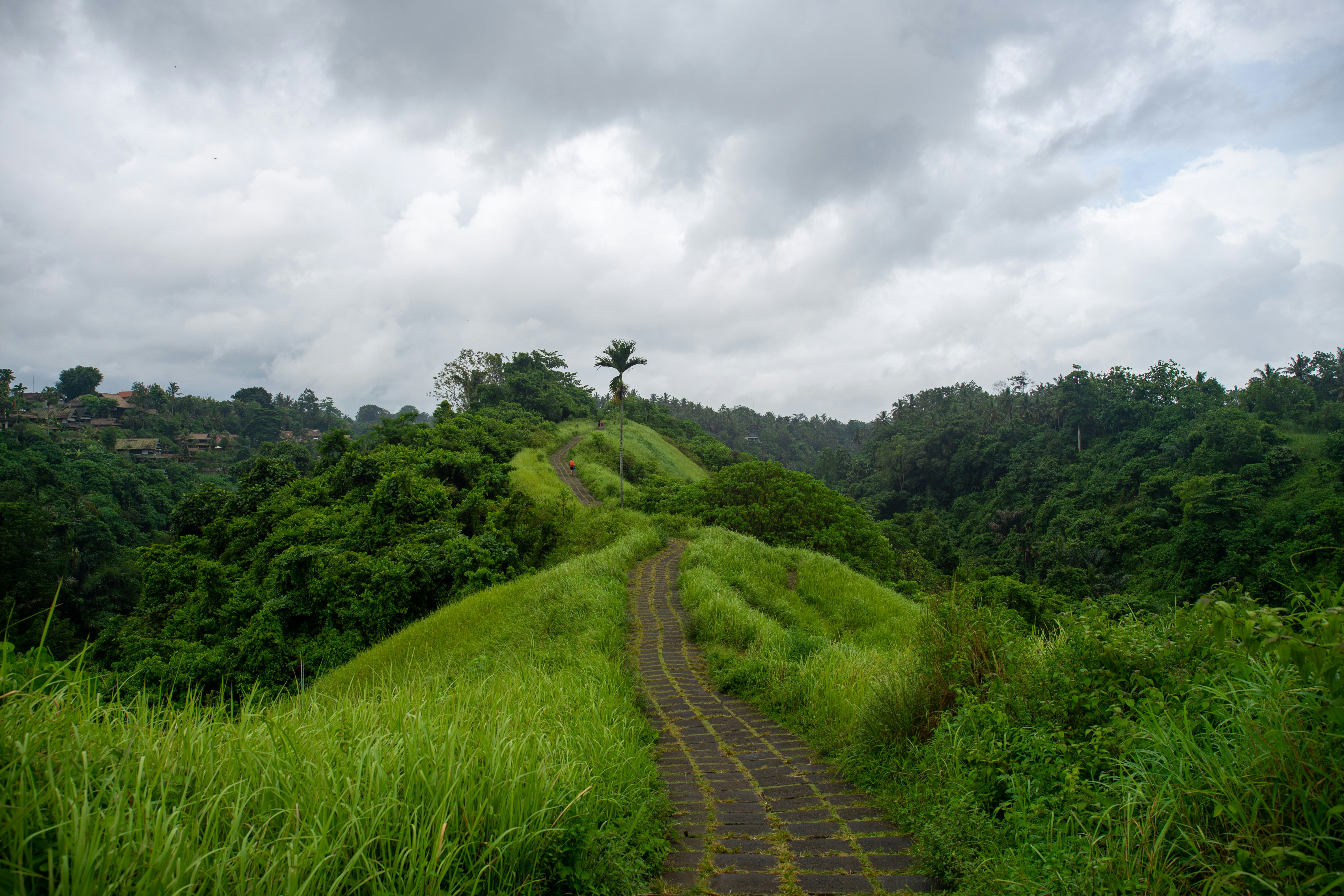 walkway surrounded by grasses