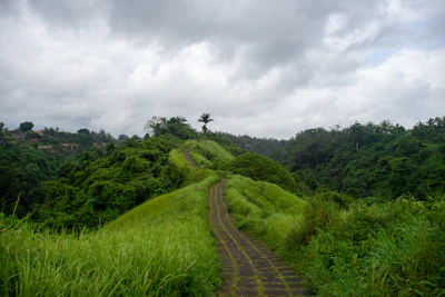 The grassy ridge path of the Campuhan Ridge Walk, Ubud