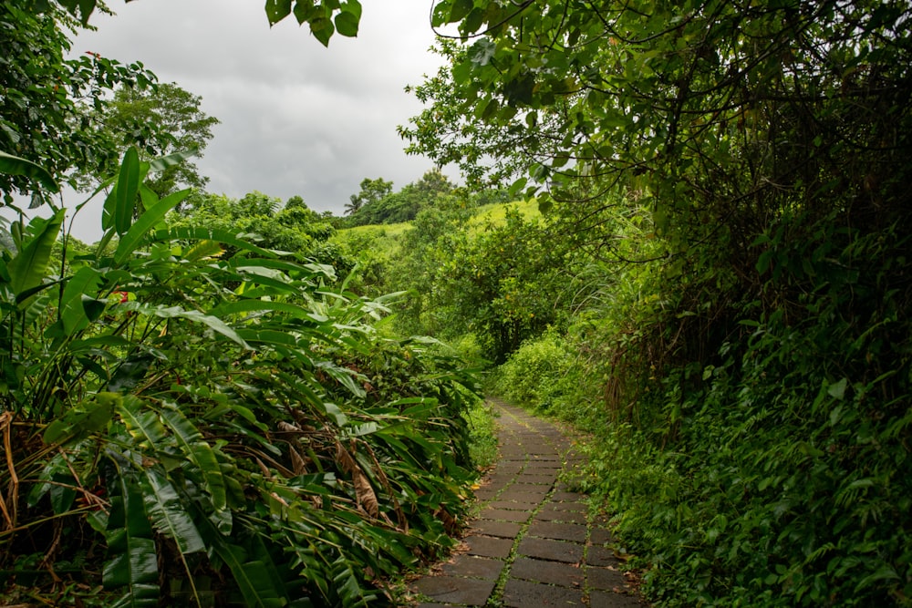 gray pathway surrounded with tall and green trees under white sky during daytime