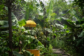 green-leafed banana plants