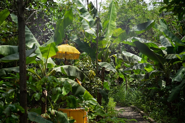 green-leafed banana plants