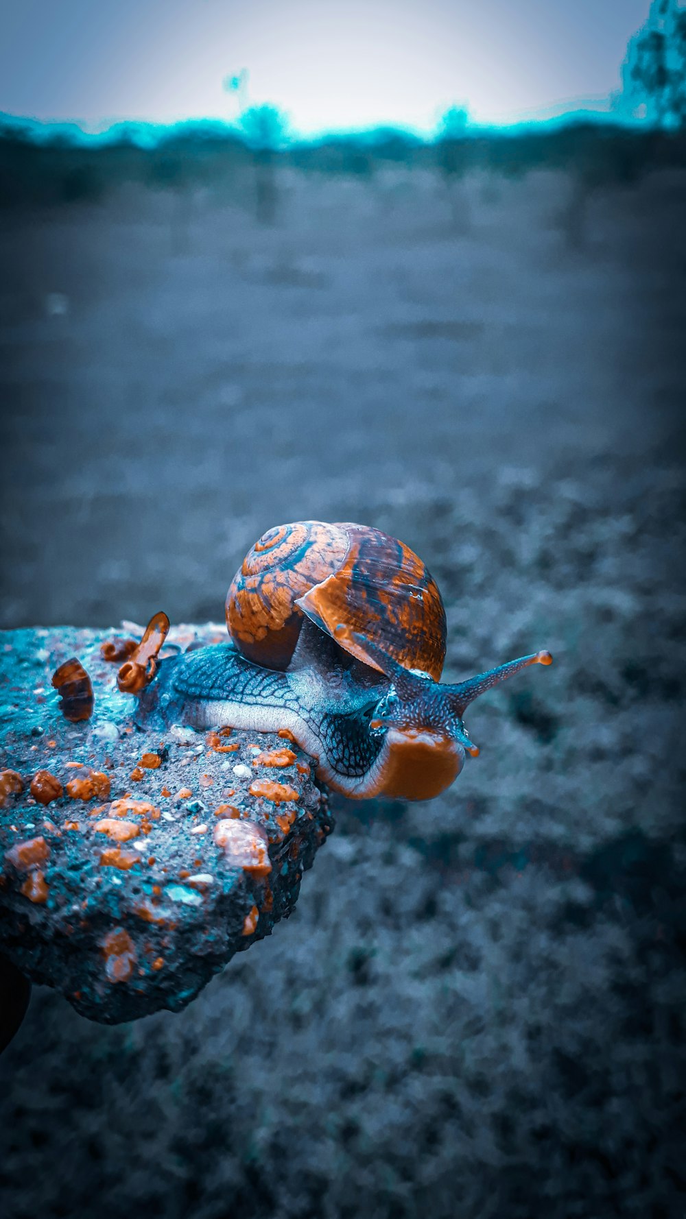 brown snail on rock formation