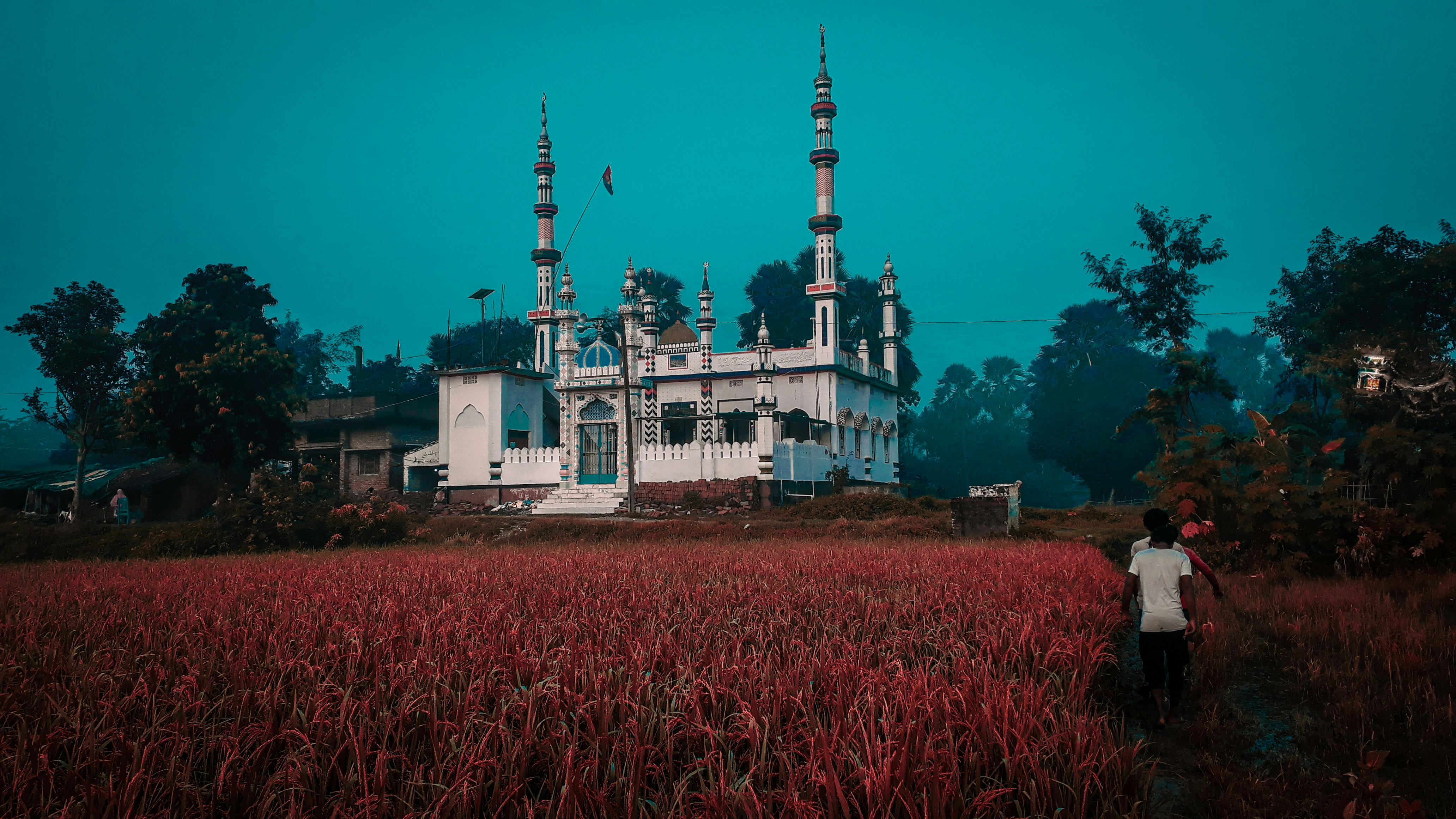 sekelompok pria berjalan di samping sawah