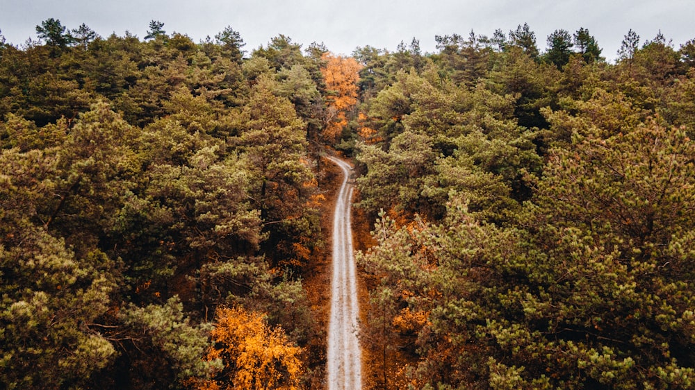 aerial photo of concrete road surrounded by trees