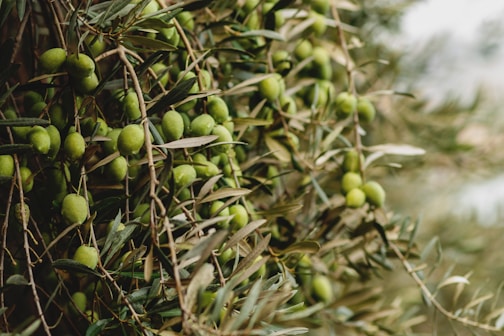 macro photography of olive tree