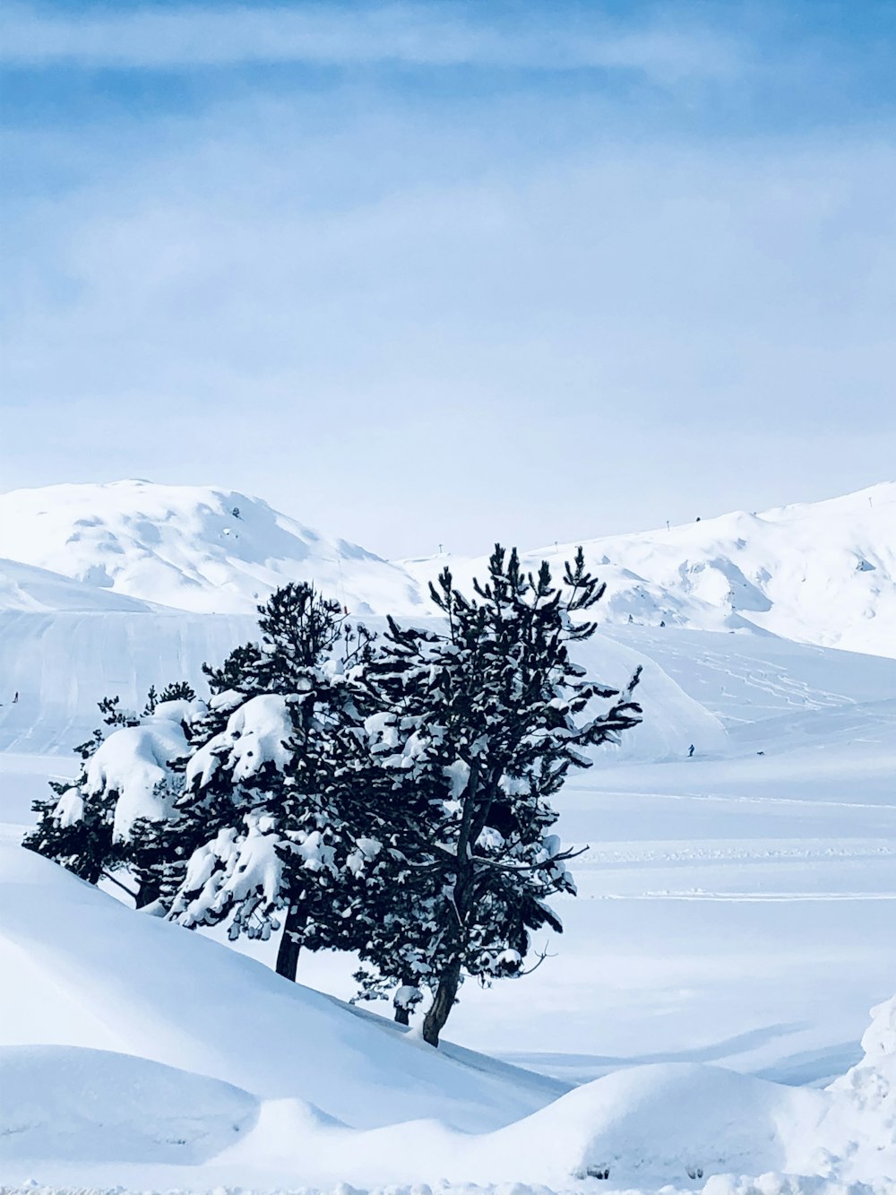 나무, 와, 눈, 사진
