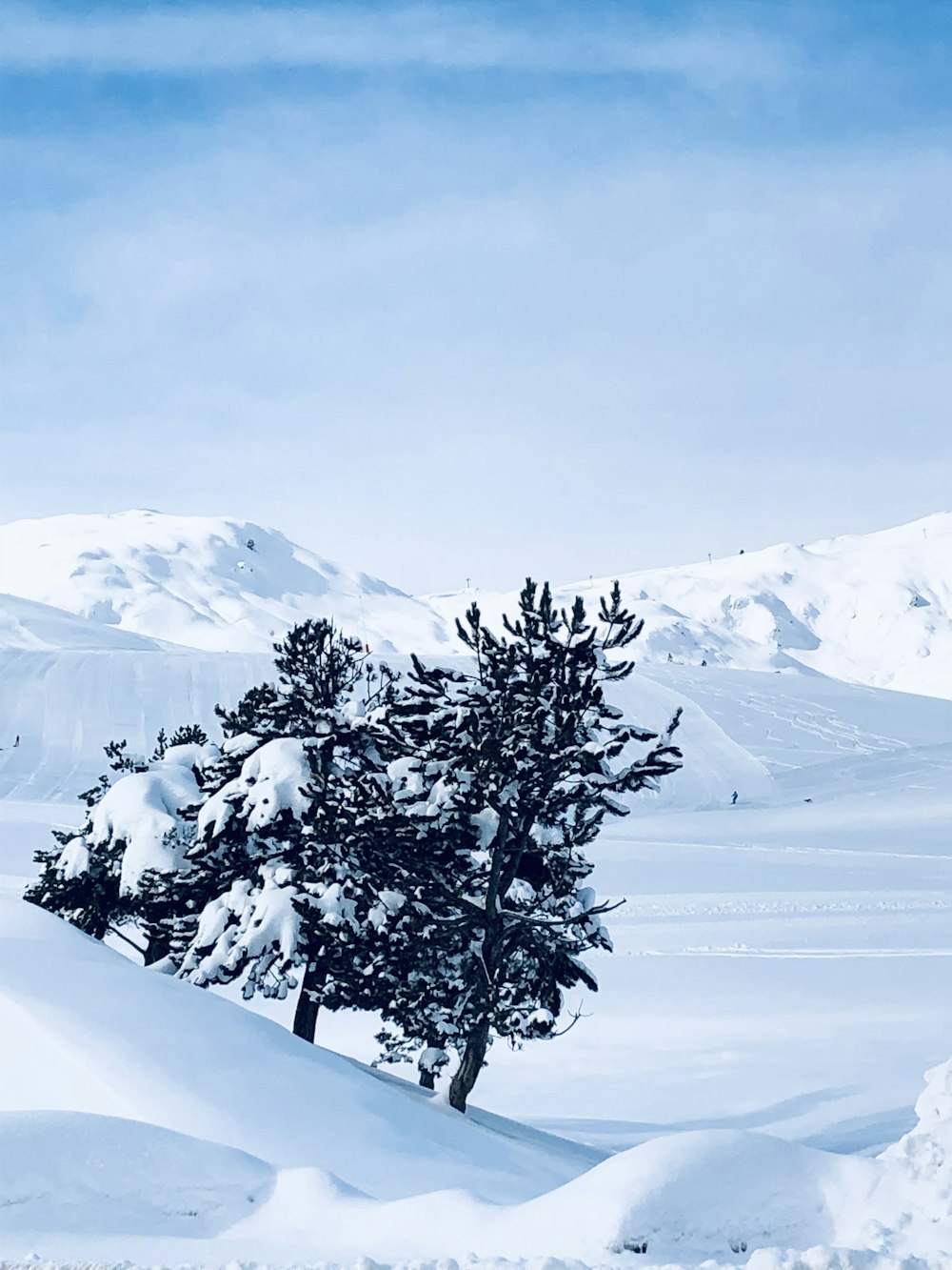 tree with snow photograph