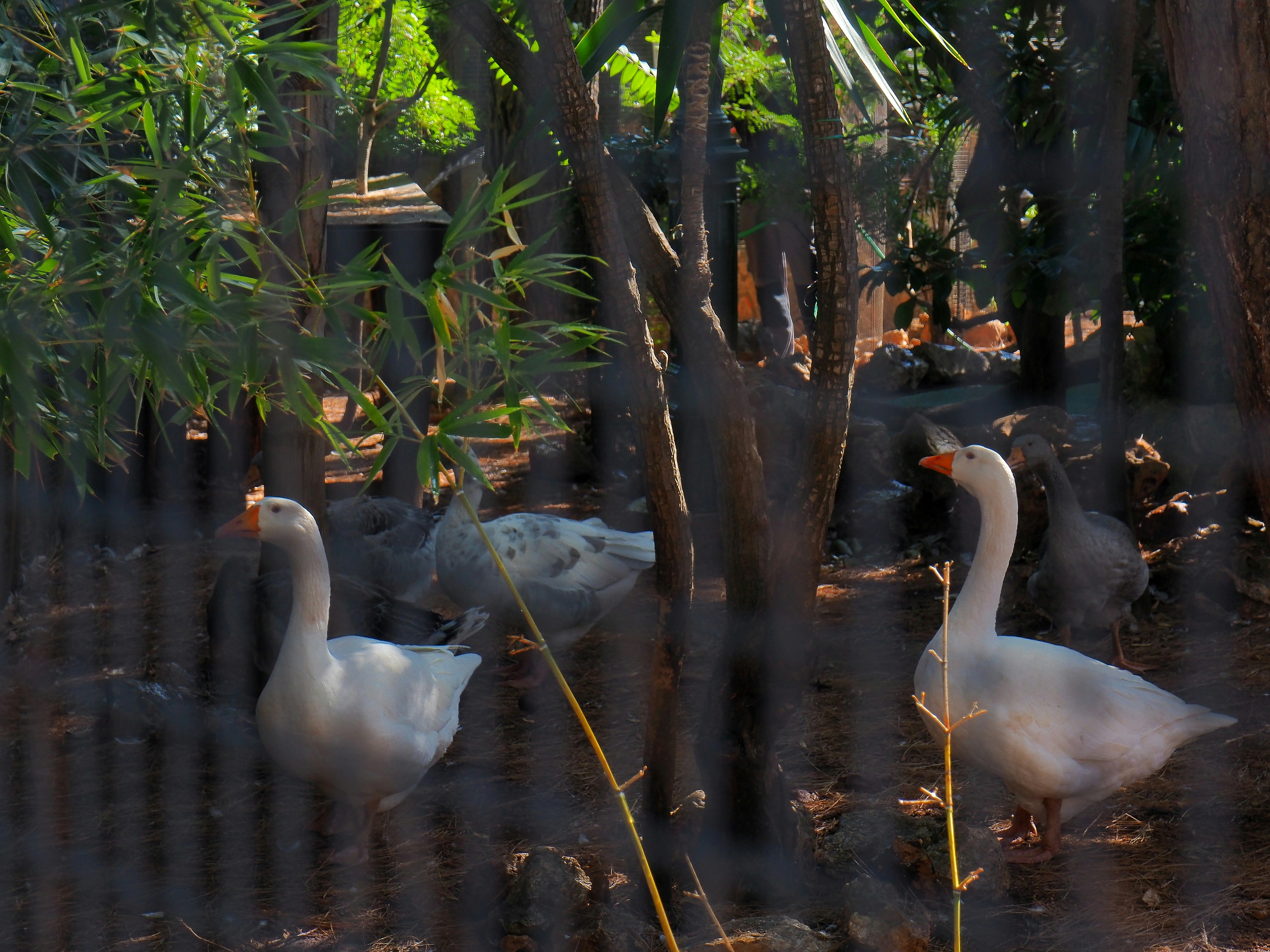 white duck photograph