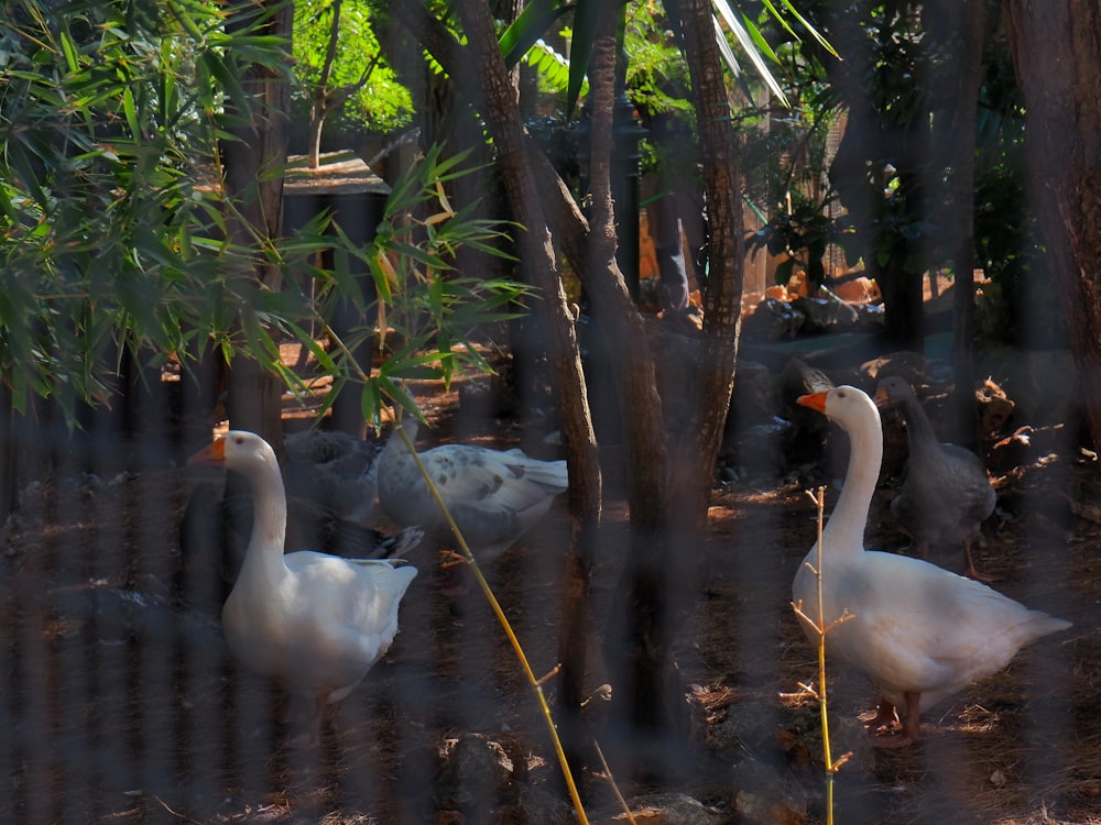 white duck photograph